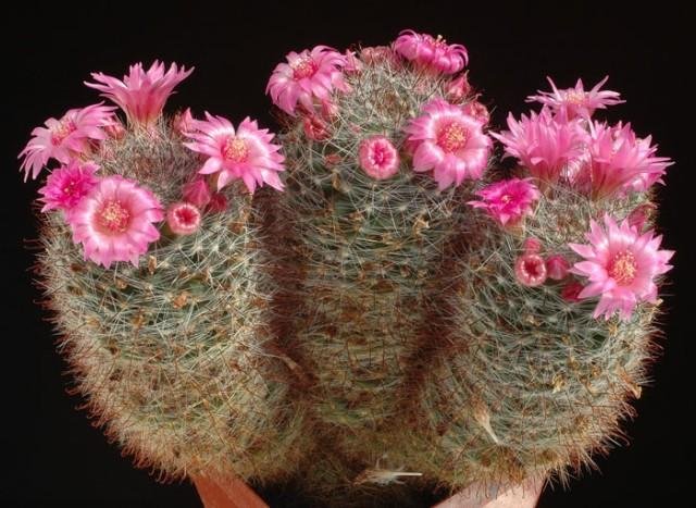 Mammillaria_zeilmanniana